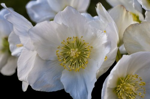 anemone sylvie anemone flower