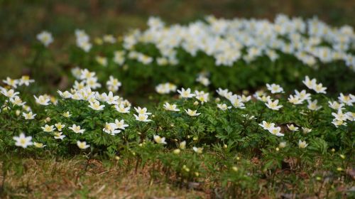 anemones flowers wood anemone