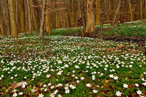 anemones forest spring