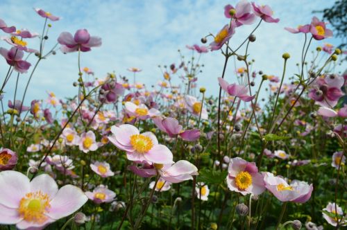 anemones pink flowers flowers