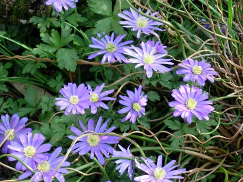 anemones violet spring flowers