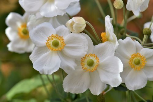anemones white plant