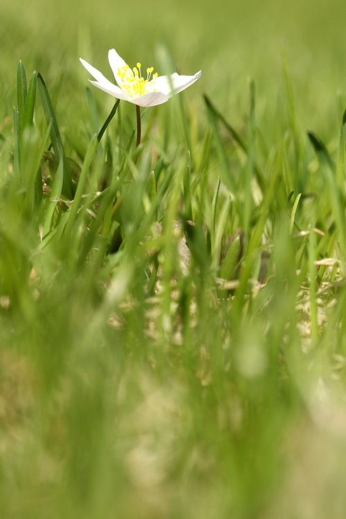 anemones  flower  grass