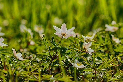 anemones  flower  white