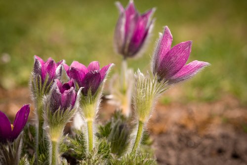 anemones  purple  garden