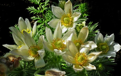 anemones  flowers  spring