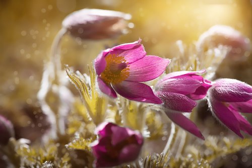 anemones  flowers  garden