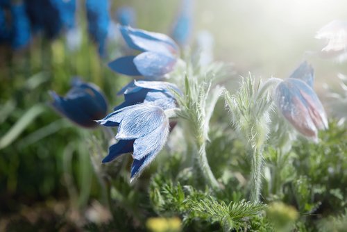 anemones  blue  flowers