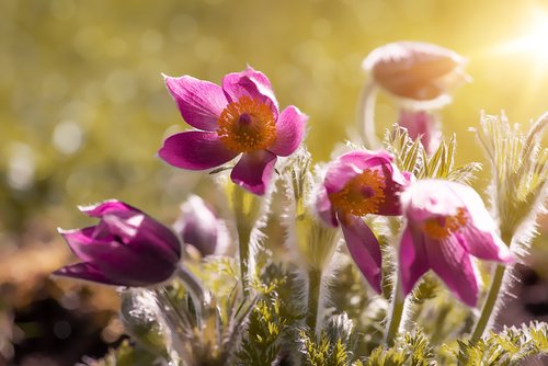 anemones  flowers  spring