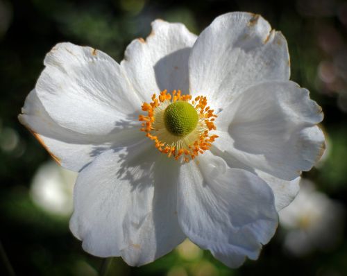 anemones fall anemone garden plant