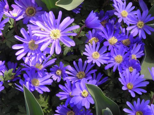 anemones signs of spring purple