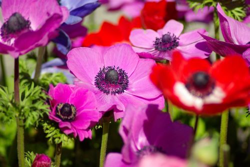 anemones flowers spring