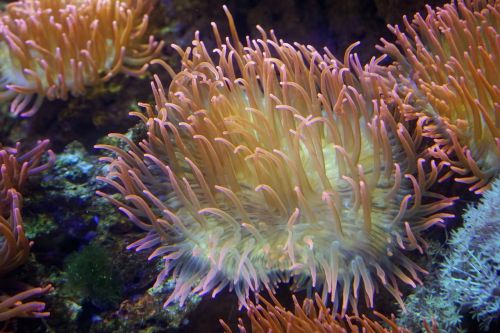 anemones coral underwater