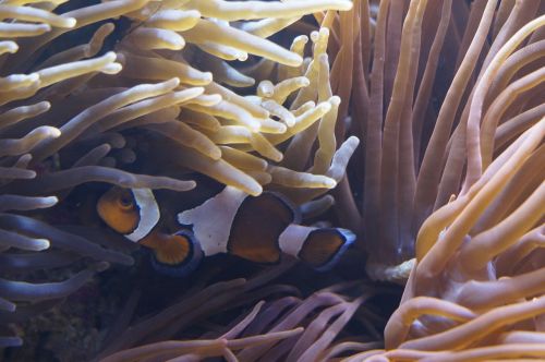 anemones sea anemones underwater world