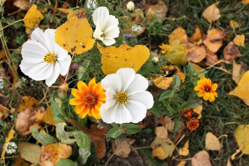 anemones plants white flowers autumn