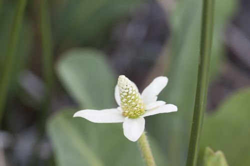 anemopsis californica yerba mansa lizard tail