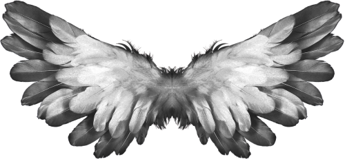 angel wings feather