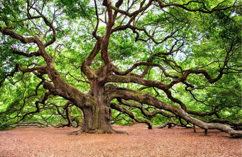 angel oak charleston wall art