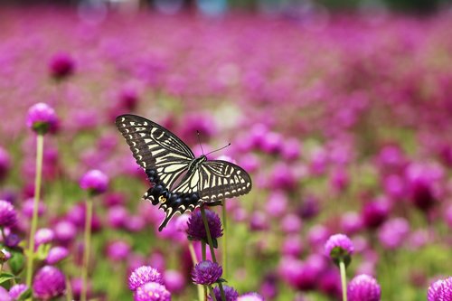 angel pink  butterfly  swallowtail
