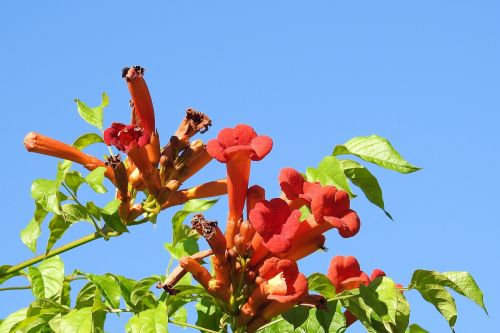 angel trumpet blossom bloom