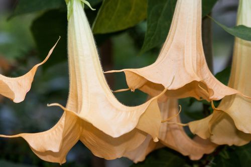 angel trumpets brugmansia genus