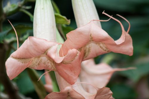 angel trumpets brugmansia genus