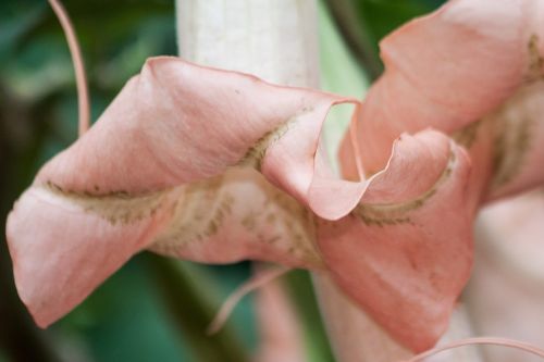 angel trumpets brugmansia genus