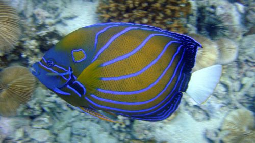 angelfish thailand fish