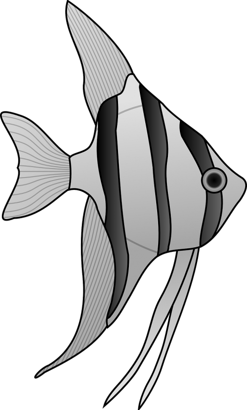 angelfish fish aquarium