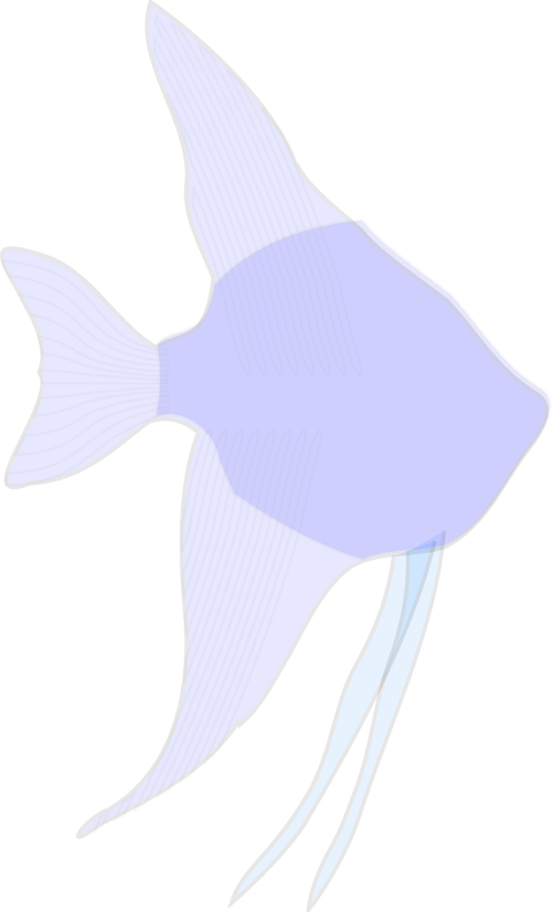 angelfish tropic exotic