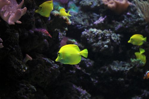angelfish fish sea