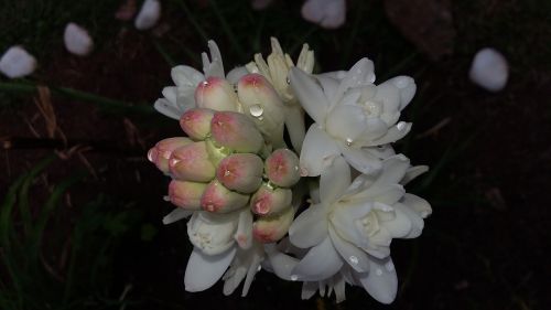 angelica flower tuberose