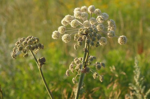 angelica weed meadow