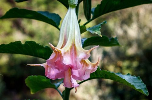angels trumpet brugmansia flowering shrub