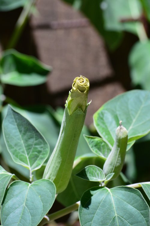 angels trumpet  flower  bloom