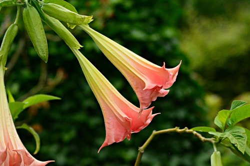 angel's trumpet  flower  plant