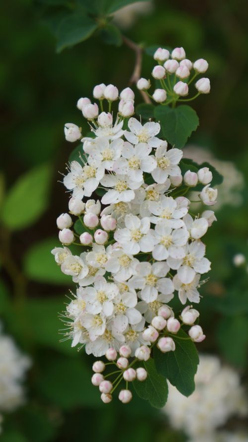 angervo white blossom buds