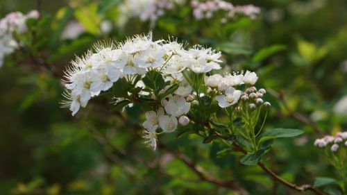 angervo white blossom bush