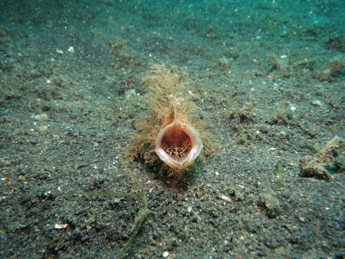 angler diving fish