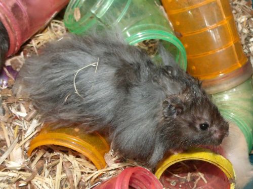 angora hamster black rodent