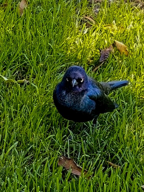 Angry Black Bird