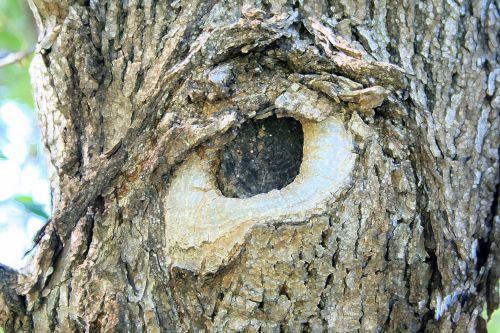 Angry Eye On Tree Trunk