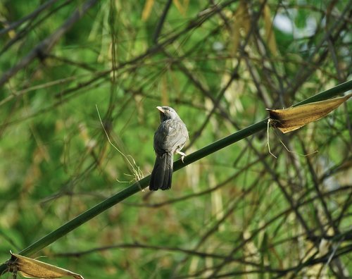 angrybird  indian  maina
