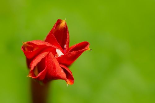 angulata rounded leaves yuhongcho wildflower