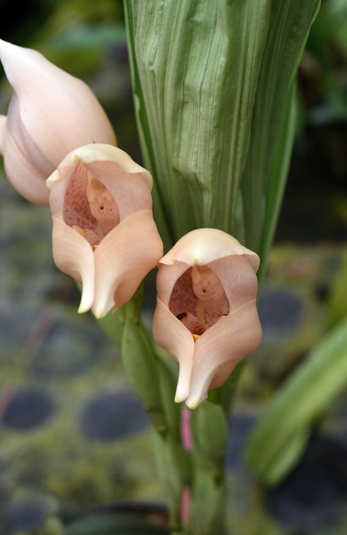 angulea virginalis orchid plant