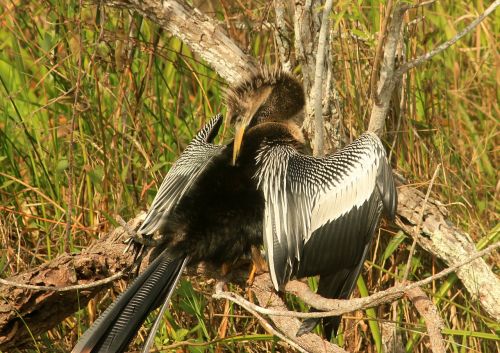 anhinga bird fly