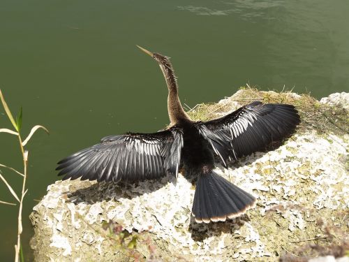 anhinga snakebird darter