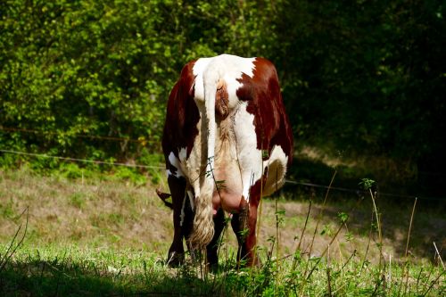 animal cow cows