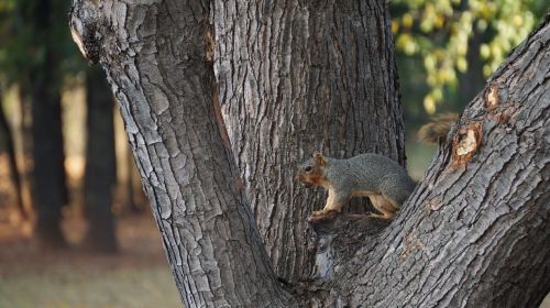 animal squirrel tree