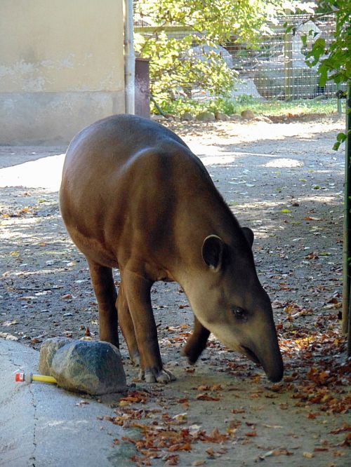 animal tapir zoo